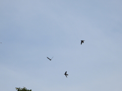 Aerodramus germani