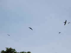 Aerodramus germani
