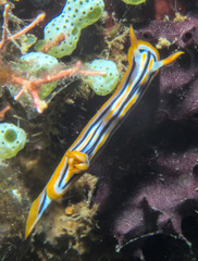 Chromodorididae