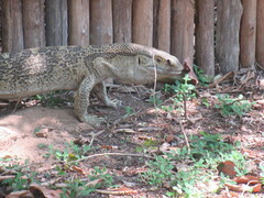Varanus albigularis albigularis