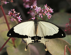 Papilio dardanus