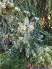 Picea omorika