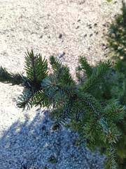 Picea omorika