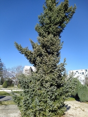 Picea omorika