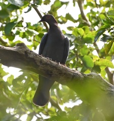 Patagioenas squamosa