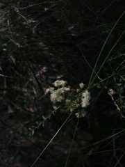 Acacia hubbardiana