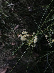 Acacia hubbardiana
