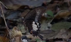 Papilio iswara