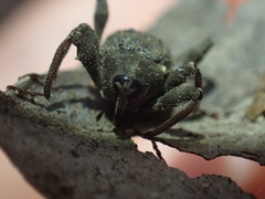 Onidistus araneus