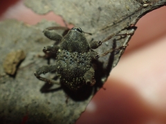 Onidistus araneus