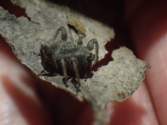 Onidistus araneus