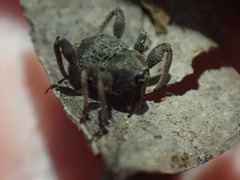 Onidistus araneus