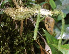 Lycopodiales