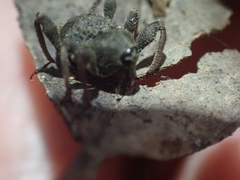 Onidistus araneus