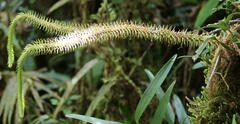 Lycopodiales