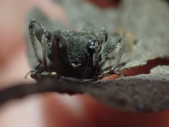Onidistus araneus