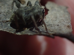 Onidistus araneus