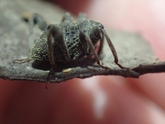 Onidistus araneus