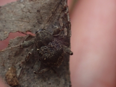 Onidistus araneus