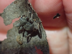 Onidistus araneus