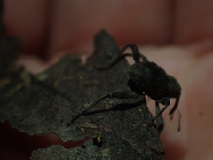 Onidistus araneus