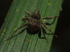 Onidistus araneus