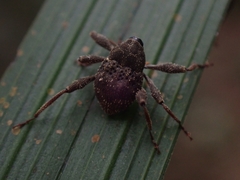 Onidistus araneus