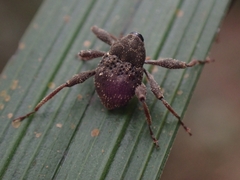 Onidistus araneus