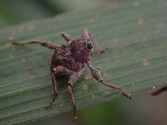 Onidistus araneus