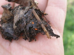 Bilobella braunerae