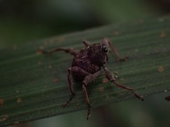 Onidistus araneus