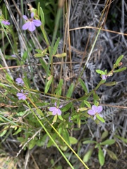 Lobelia anceps