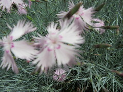 Dianthus plumarius