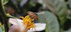 Episyrphus