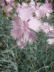 Dianthus plumarius