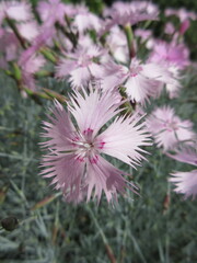 Dianthus plumarius