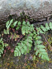Cheilanthes chusana