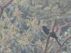 Eudynamys scolopaceus