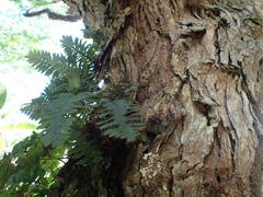 Pleopeltis polypodioides