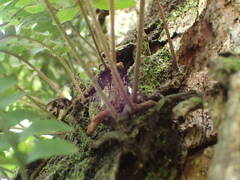 Pleopeltis polypodioides