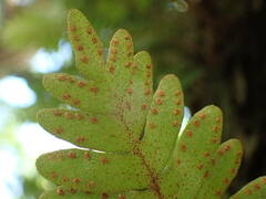 Pleopeltis polypodioides