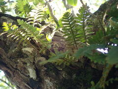 Pleopeltis polypodioides