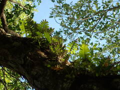 Pleopeltis polypodioides