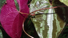 Dioscorea dodecaneura
