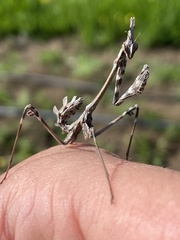 Empusa fasciata
