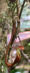 Nepenthaceae