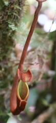 Nepenthaceae