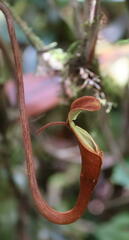 Nepenthaceae