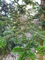 Abies nebrodensis