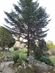 Abies nebrodensis